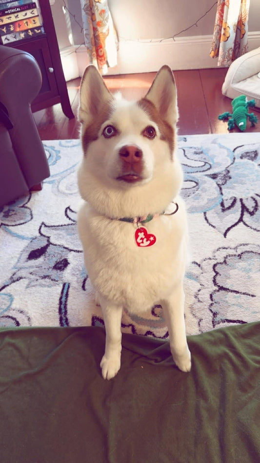 Beanie Baby -Inspired Custom Pet Tag